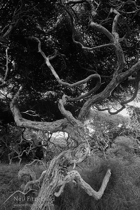 Kunzea-toelkenii-26685.jpg