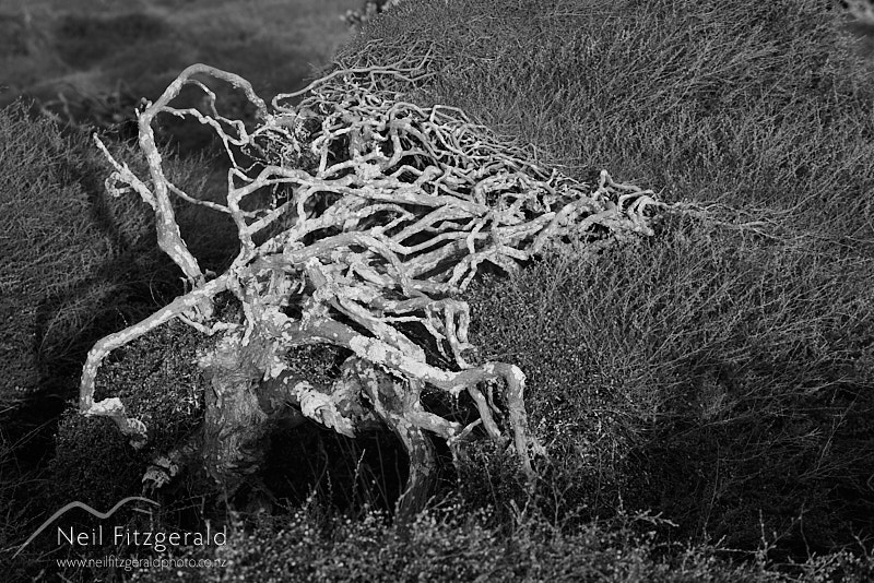 Kunzea-toelkenii-26697.jpg