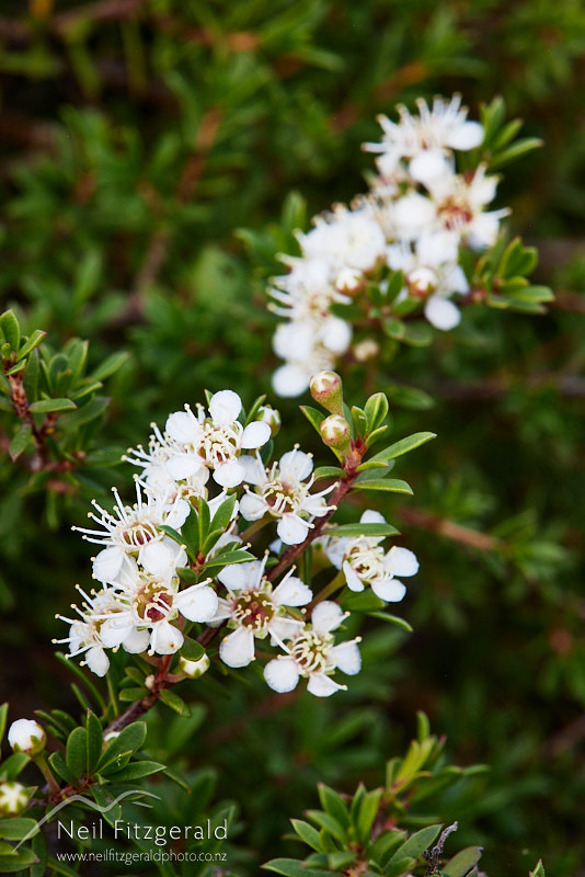 Kunzea-toelkenii-26703.jpg