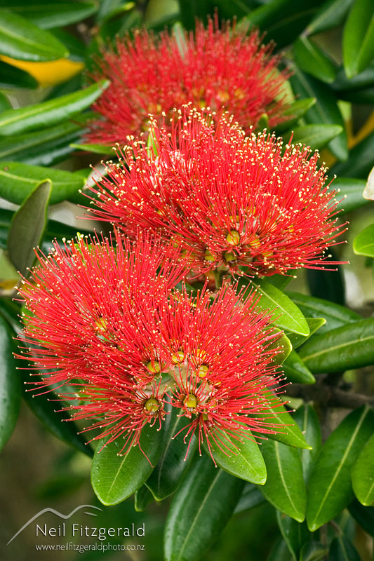 Metrosideros-excelsa_6196.jpg