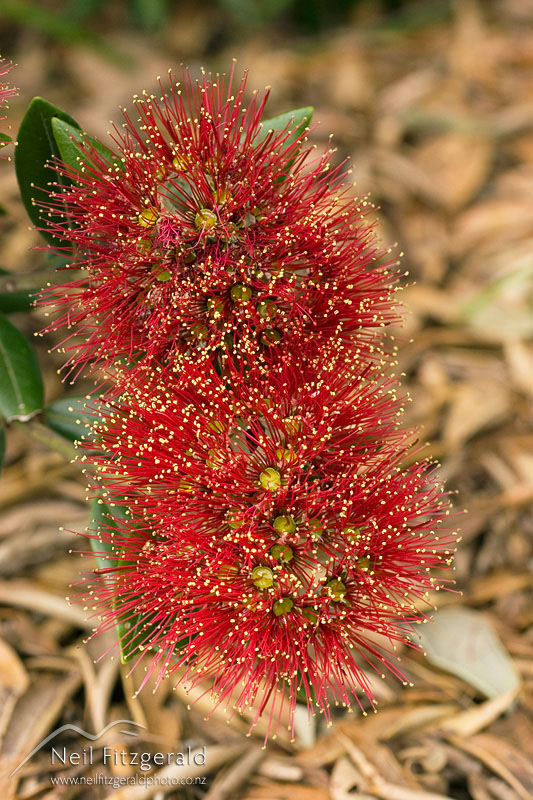 Metrosideros-excelsa_6199.jpg