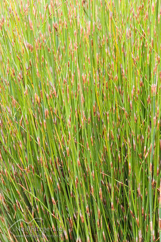 Sporadanthus-ferrugineus_6466.jpg