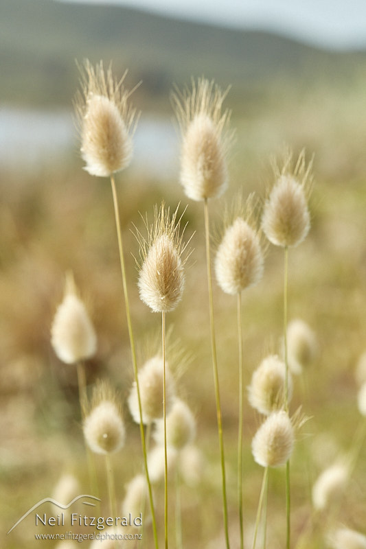harestail-grass-26883.jpg
