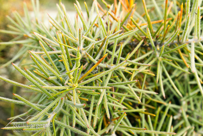 Hakea-gibbosa_14272.jpg