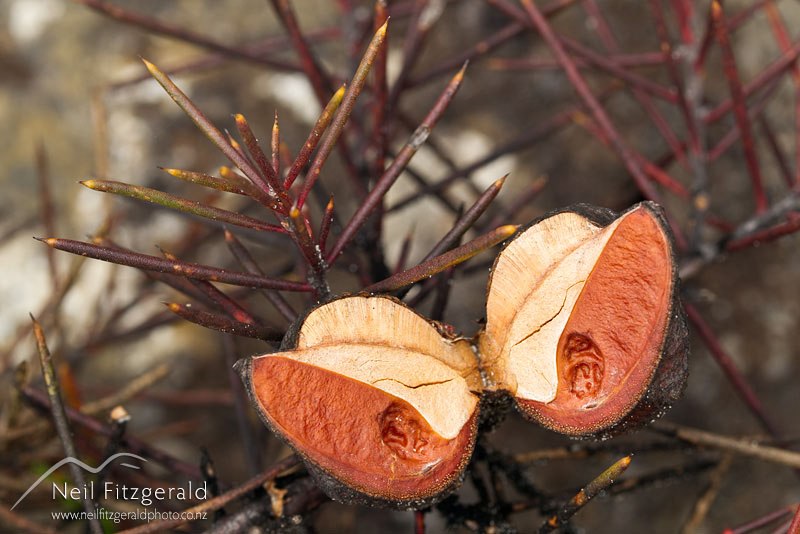 Hakea-sericea_14310.jpg
