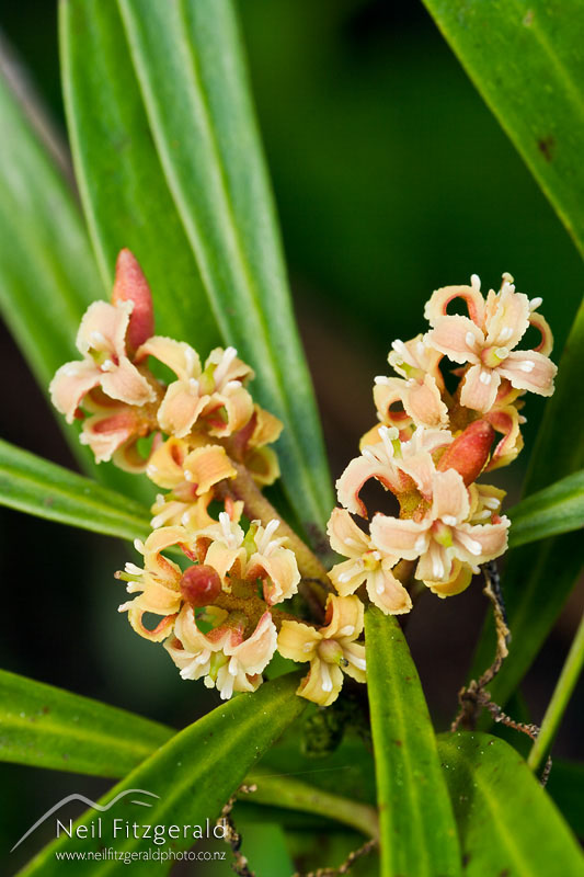 Toronia-toru_4803.jpg
