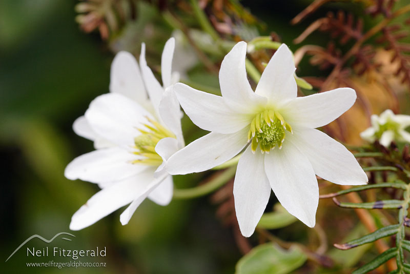 Clematis-paniculata_0368.jpg