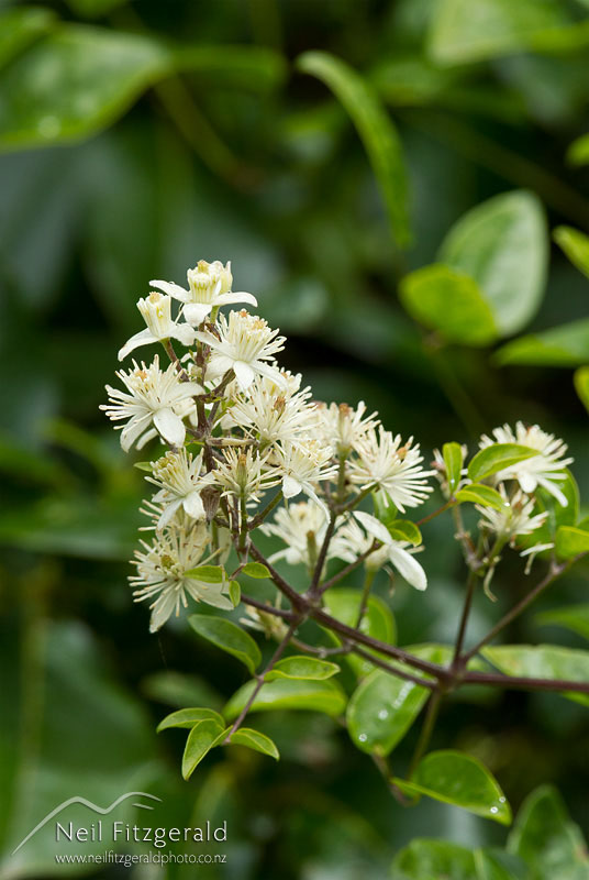 Clematis-vitalba-20057.jpg