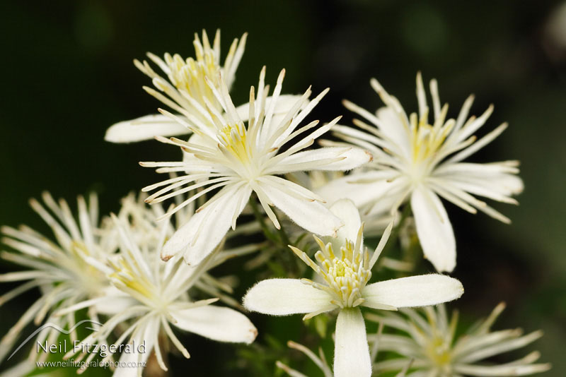 Clematis-vitalba_2460.jpg