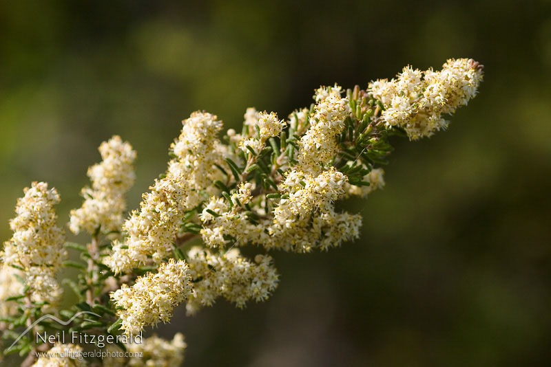 Pomaderris-phylicifolia_0610.jpg