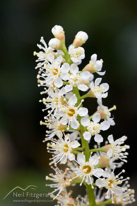 Prunus-laurocerasus_0360.jpg