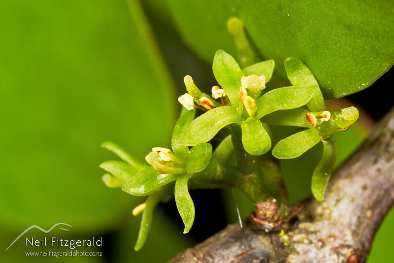 Ileostylus-micranthus-17075.jpg