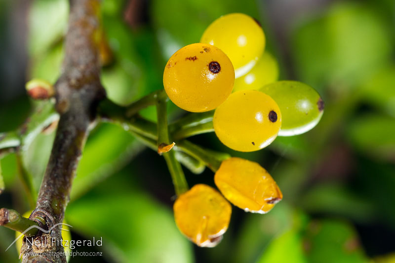 Ileostylus-micranthus_20573.jpg