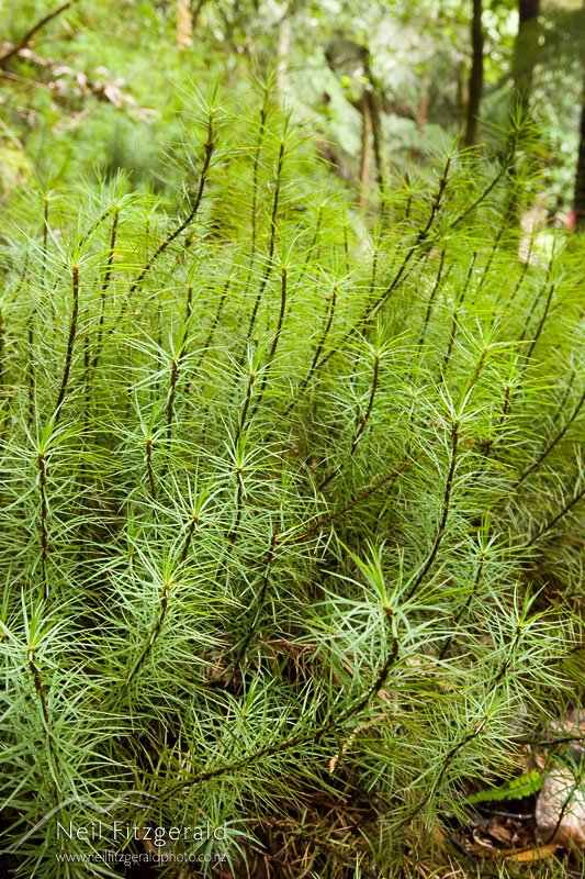 Dawsonia-superba_8611.jpg