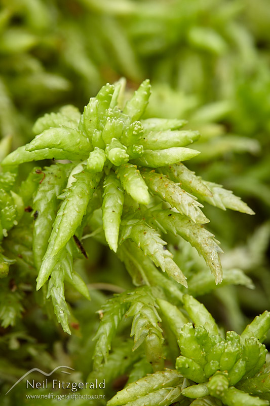 Sphagnum-cristatum-28438.jpg