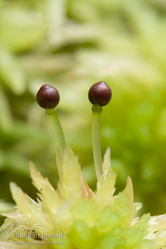 Sphagnum-cristatum_6399.jpg