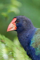 South Island takahe