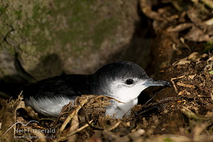 Little shearwater
