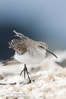 Curlew sandpiper