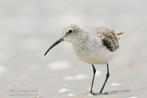 Curlew sandpiper