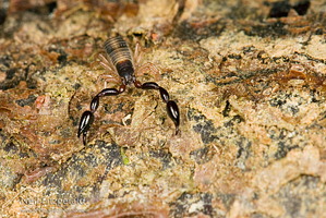 False scorpion