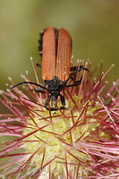 Red-winged lycid beetle