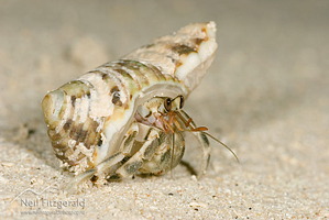 Hermit-landcrab 