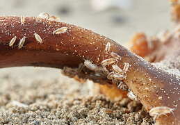 Sandhoppers