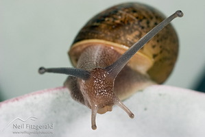 Brown garden snail