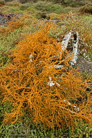 Geothermal Algae