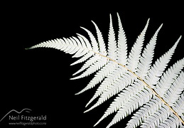 Silver Fern