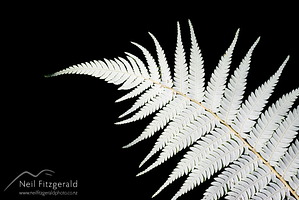 Silver Fern