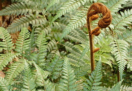 Stumpy tree fern