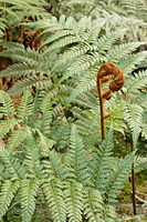 Stumpy tree fern
