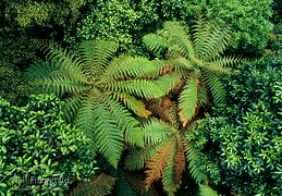 Tree ferns