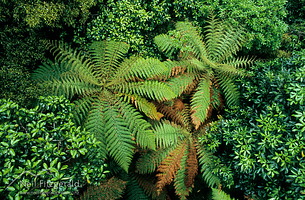 Tree ferns
