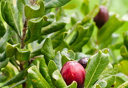 Tawapo with fruit