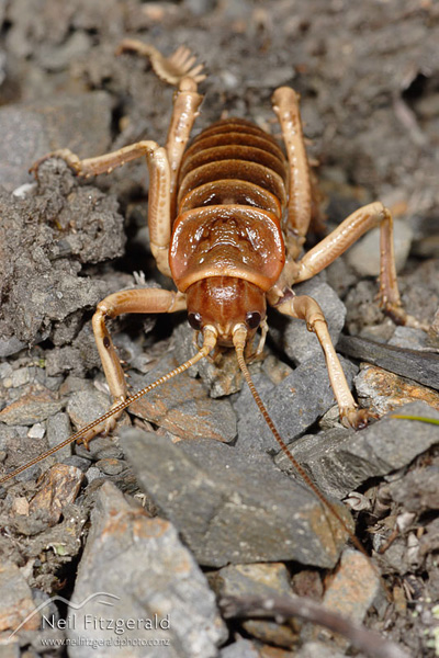 Mount Arthur Island giant weta