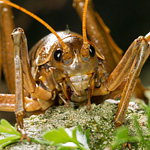 Giant weta photos