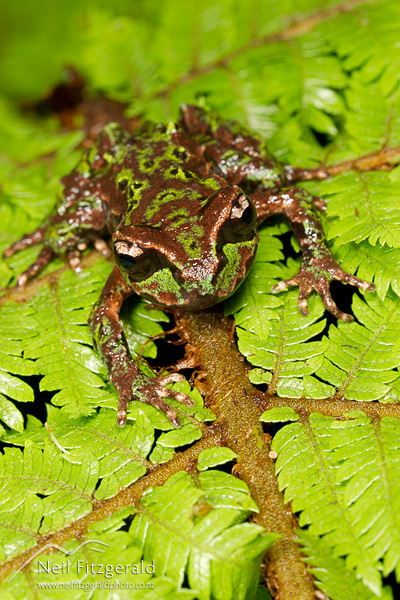 Archey's frog