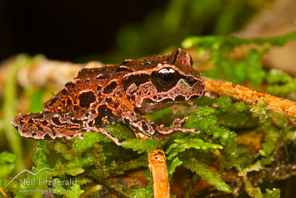 Archey's frog