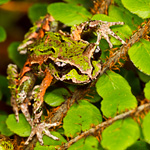 Archey's frog