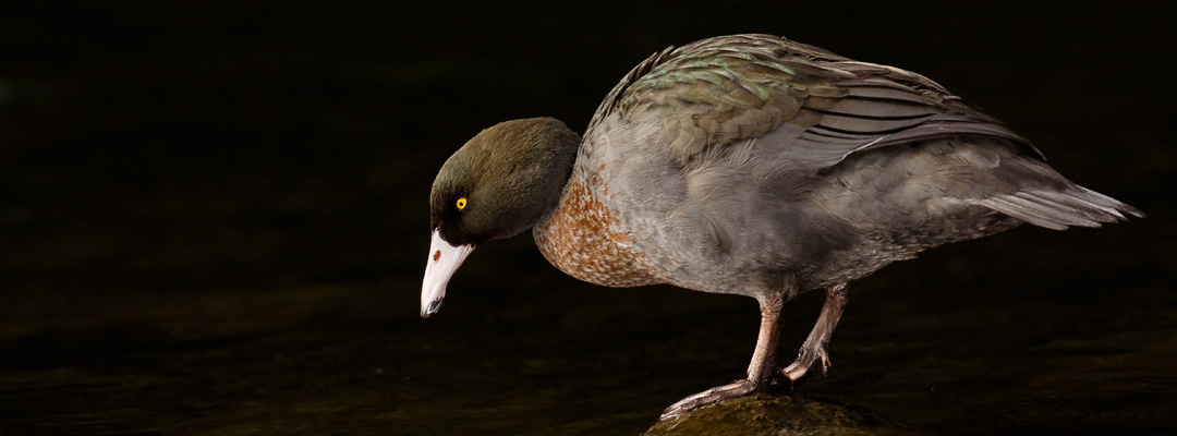 New Zealand birds