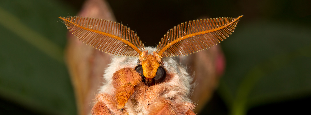 invertebrates