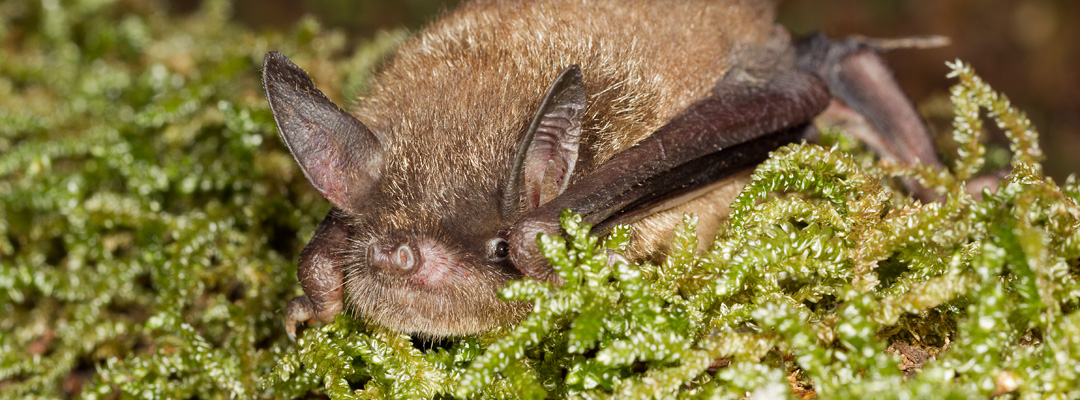 mammals