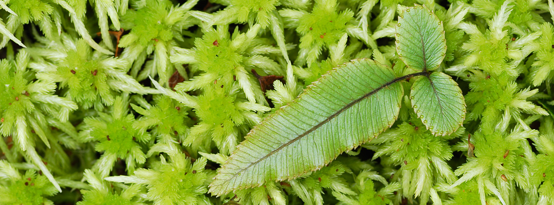 plants