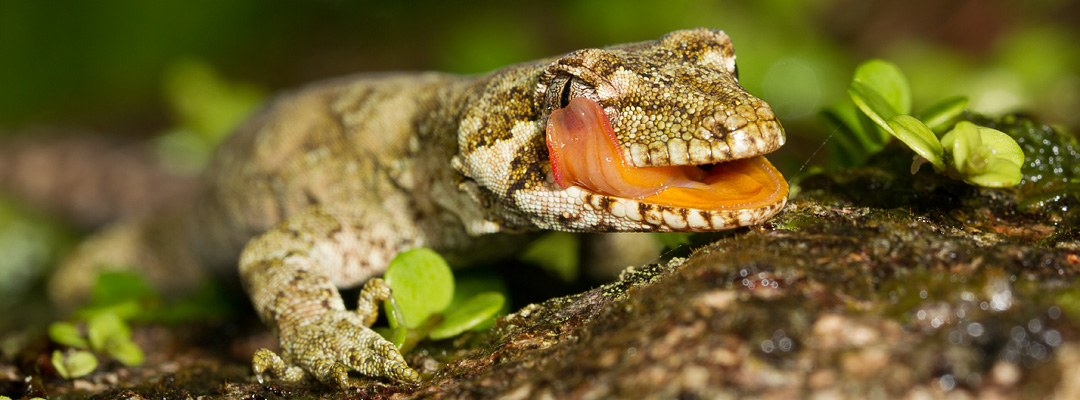 reptiles and amphibians
