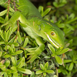 Elegant gecko