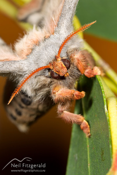 Emperor gum moth