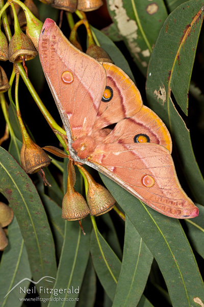 Emperor gum moth